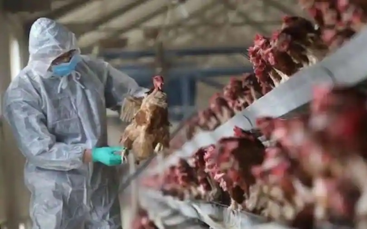 WHO advises on the possibility of transmission of influenza A/H5N8 from chickens to humans