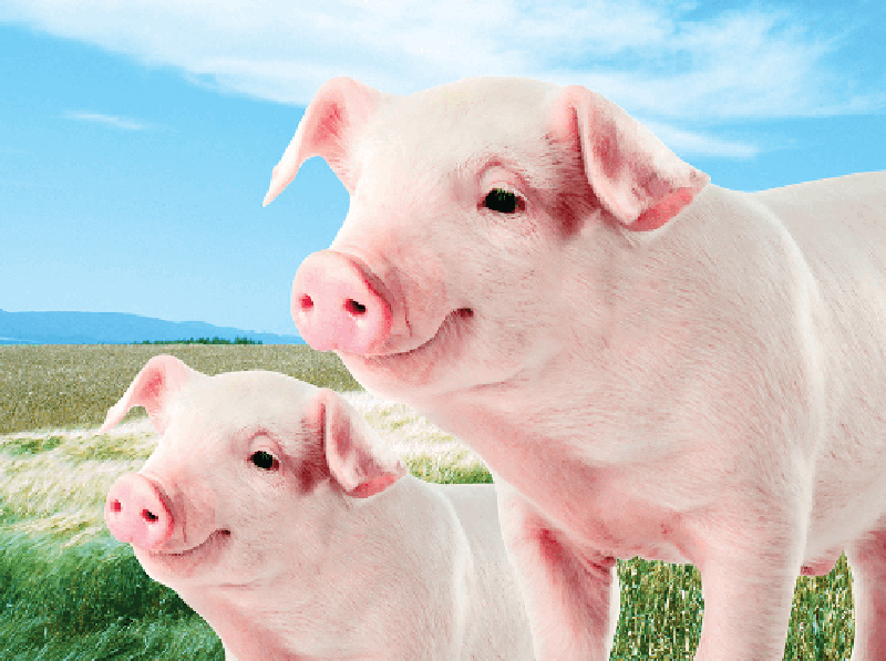 Learn about diarrhea in pigs